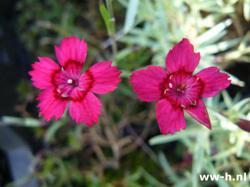 Dianthus deltoides 'Splendens'